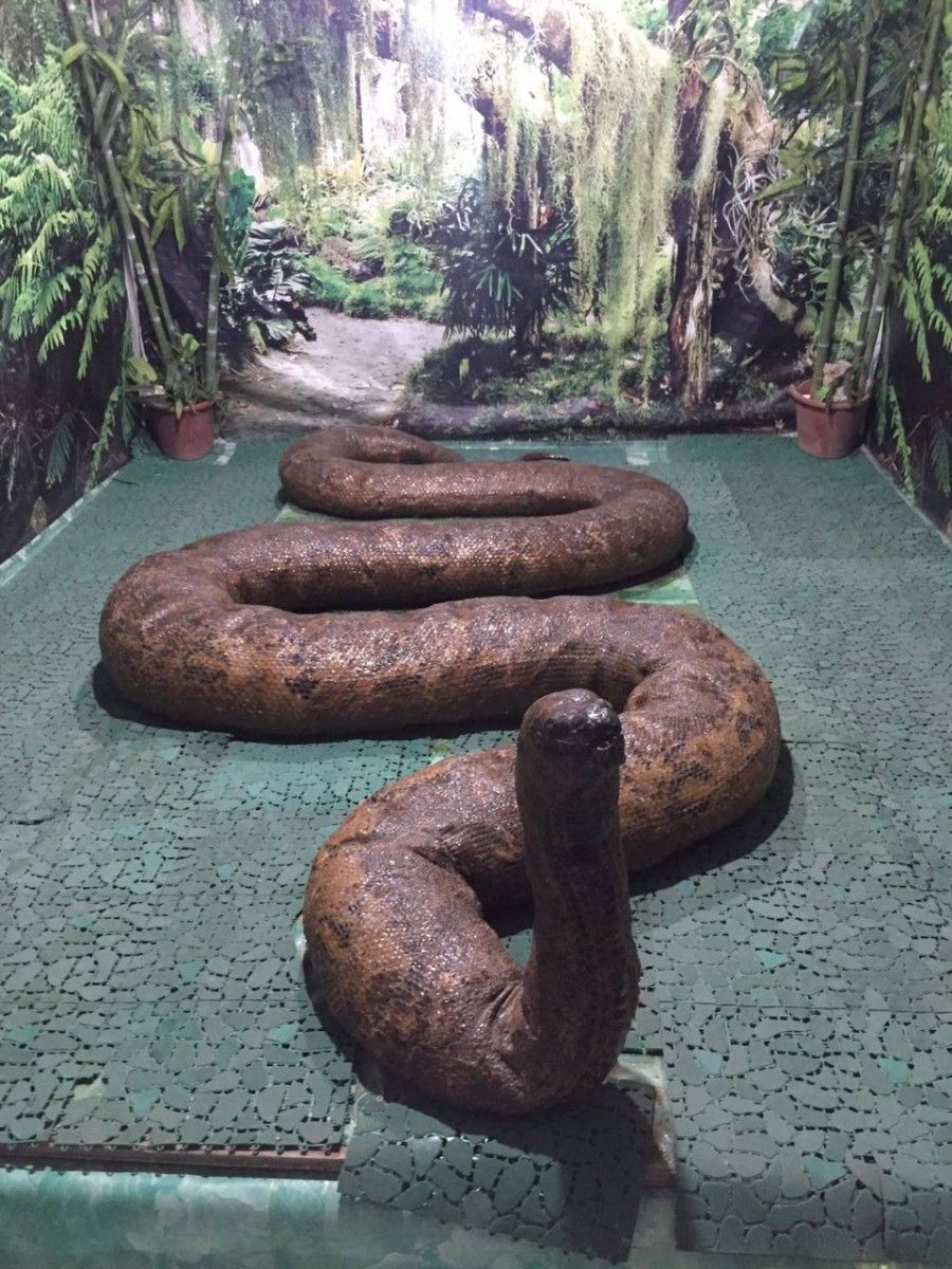 Prony the Python