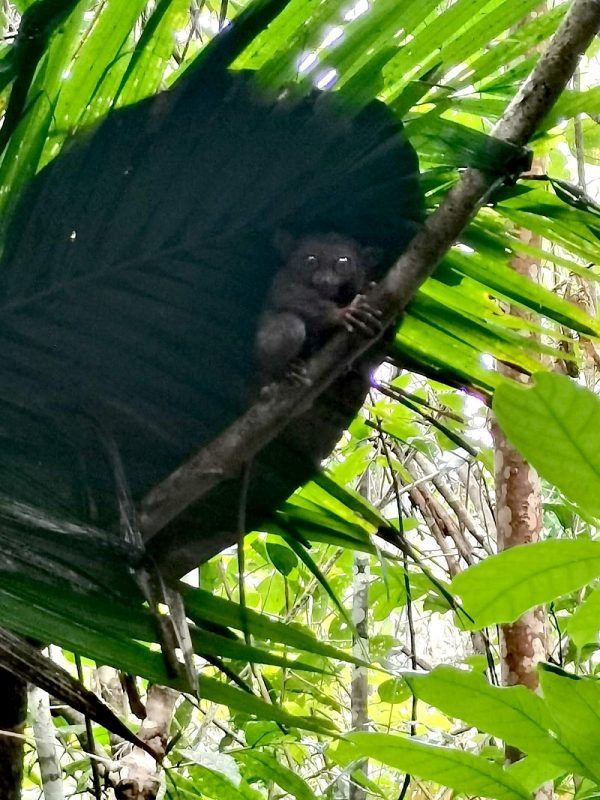 The Tiny Tarsiers