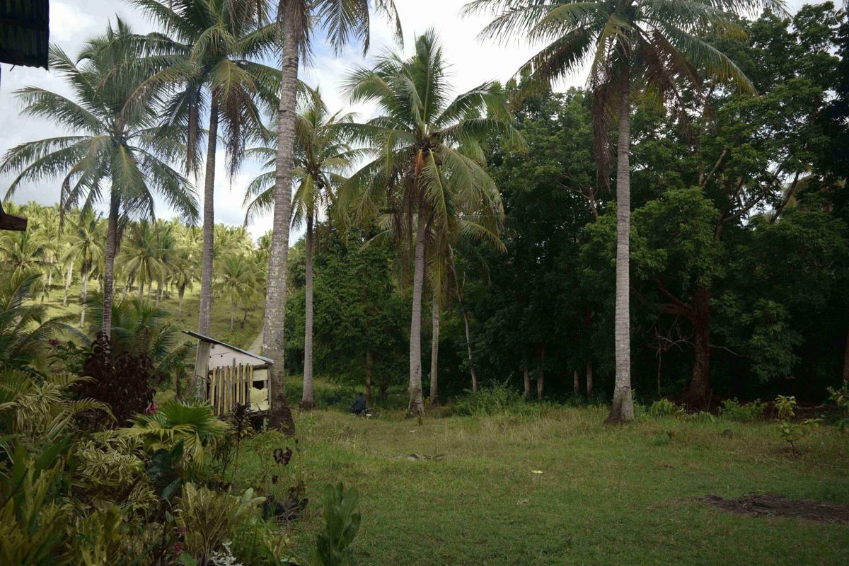 The Coconut Coast of Libmanan