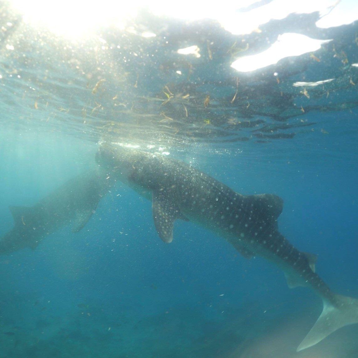 Swimming with the Gentle Giants of Oslob